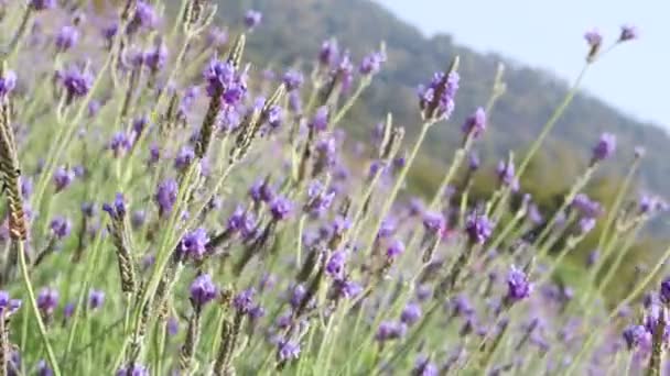 바람에 나부끼는 아름다운 자줏빛 라벤더 들판에서 자줏빛 향기를 풍기는 라벤더 — 비디오