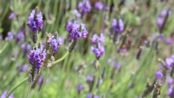 Schöne Blühende Violette Lavendelblüten Die Wind Wehen Violett Duftende Lavendelblüten — Stockvideo