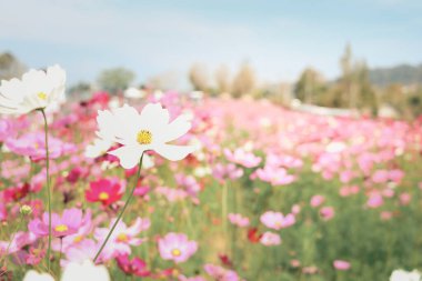 Pembe kozmos çiçeği açan kozmos çiçek tarlası, güzel canlı doğal yaz bahçesi açık hava parkı görüntüsü..