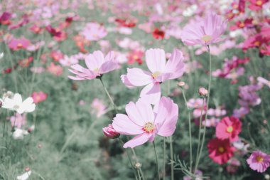 Pembe kozmos çiçeği açan kozmos çiçek tarlası, güzel canlı doğal yaz bahçesi açık hava parkı görüntüsü..