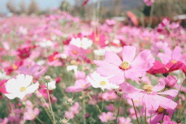 Pembe kozmos çiçeği açan kozmos çiçek tarlası, güzel canlı doğal yaz bahçesi açık hava parkı görüntüsü..