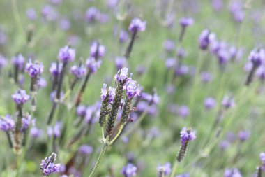 Güzel açan mor lavanta çiçekleri, yaz bahçesinde mor kokulu lavanta çiçekleri. Parfüm bileşeni ve aromaterapi ürünü