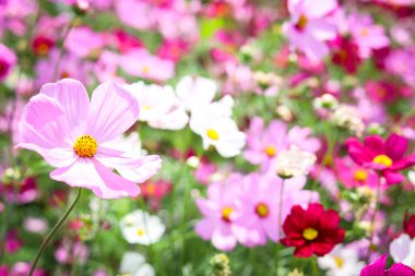 Pembe kozmos çiçeği açan kozmos çiçek tarlası, güzel canlı doğal yaz bahçesi açık hava parkı görüntüsü..