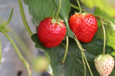 Çiftlikten taze taze kırmızı çilekler, meyve bahçesindeki ağaçta olgun çilek meyveleri, tarladaki organik meyve bitkileri..