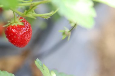 Çiftlikten taze taze kırmızı çilekler, meyve bahçesindeki ağaçta olgun çilek meyveleri, tarladaki organik meyve bitkileri..