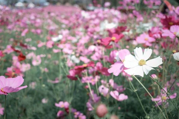 Pembe kozmos çiçeği açan kozmos çiçek tarlası, güzel canlı doğal yaz bahçesi açık hava parkı görüntüsü..