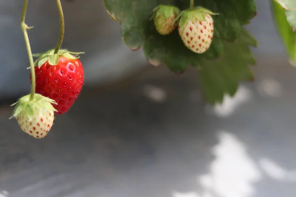 Süße Frische Rote Erdbeeren Vom Bauernhof Reife Erdbeerfrüchte Baum Auf — Stockfoto