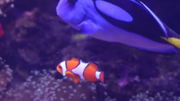 Clown Fish Amphiprion Ocellaris Zwemmen Onderwater Buurt Van Zee Anemonen — Stockvideo