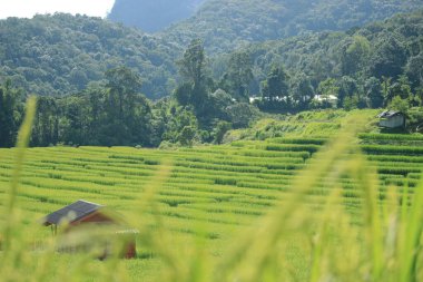 Mae Klang Luang köyündeki yeşil teraslı pirinç tarlaları, Doi Inthanon 'daki tepe ekimi, Chiang Mai, Tayland
