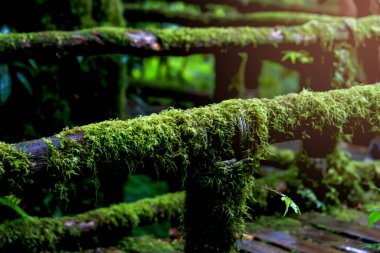 Yağmur mevsiminde Ang Ka Doğa Yolu, Doi Inthanon, Chiangmai, Tayland 'da çürümüş ağaç gövdesinde yeşil yosun yetişiyor.