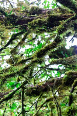 Yağmur mevsiminde Ang Ka Doğa Yolu, Doi Inthanon, Chiangmai, Tayland 'da çürümüş ağaç gövdesinde yeşil yosun yetişiyor.