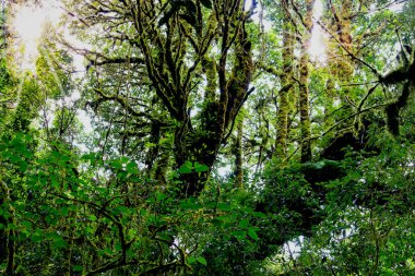 Yağmur mevsiminde Ang Ka Doğa Yolu, Doi Inthanon, Chiangmai, Tayland 'da çürümüş ağaç gövdesinde yeşil yosun yetişiyor.