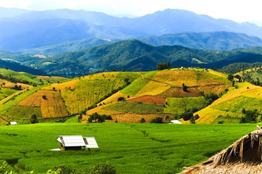 Pa Pong Pieng 'deki tepe ekiminin güzel manzarası Mae Chaem, Chiang Mai, Tayland' daki yeşil teraslı pirinç tarlaları.