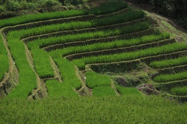 Yeşil teraslı pirinç tarlaları, Pa Pong Pieng 'de tepe ekimi Mae Chaem, Chiang Mai, Tayland