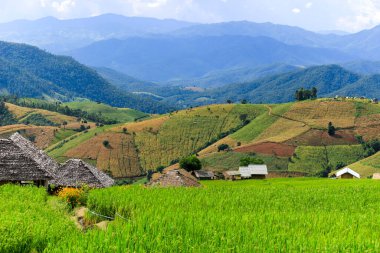 Pa Pong Pieng 'deki tepe ekiminin güzel manzarası Mae Chaem, Chiang Mai, Tayland' daki yeşil teraslı pirinç tarlaları.