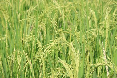 Organik çeltik pilavı, yeşil pirinç içinde taze yeşil çeltik kulağı açık güneşli bir günde, tarım geçmişi