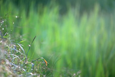 Güzel yeşil doğal zemin, güneş ışığı altında çiğ tanecikli taze yeşil yapraklar sabahın erken saatlerinde pirinç tarlasında çimen bitkisi ve güneş ışığı altında su damlası.