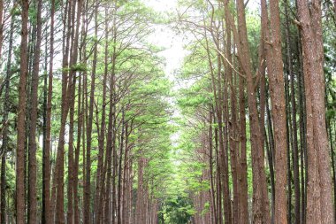 Gümüş Kültürü Araştırma İstasyonu ya da Bo Kaeo Çam Parkı, güneşli gün ışığında daima yeşil ağaçlı çam ağacı ormanı, Tayland, Chiang Mai 'deki güzel ünlü bahçe..