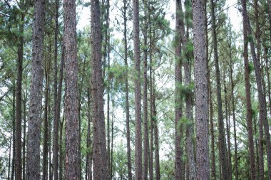 Gümüş Kültürü Araştırma İstasyonu ya da Bo Kaeo Çam Parkı, güneşli gün ışığında daima yeşil ağaçlı çam ağacı ormanı, Tayland, Chiang Mai 'deki güzel ünlü bahçe..