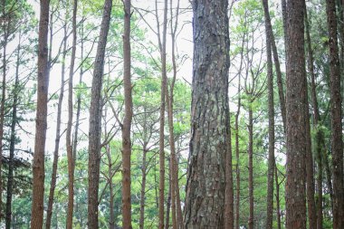 Gümüş Kültürü Araştırma İstasyonu ya da Bo Kaeo Çam Parkı, güneşli gün ışığında daima yeşil ağaçlı çam ağacı ormanı, Tayland, Chiang Mai 'deki güzel ünlü bahçe..