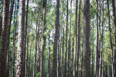 Gümüş Kültürü Araştırma İstasyonu ya da Bo Kaeo Çam Parkı, güneşli gün ışığında daima yeşil ağaçlı çam ağacı ormanı, Tayland, Chiang Mai 'deki güzel ünlü bahçe..