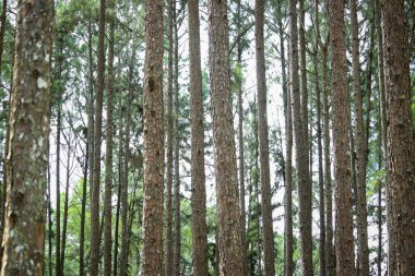 Gümüş Kültürü Araştırma İstasyonu ya da Bo Kaeo Çam Parkı, güneşli gün ışığında daima yeşil ağaçlı çam ağacı ormanı, Tayland, Chiang Mai 'deki güzel ünlü bahçe..
