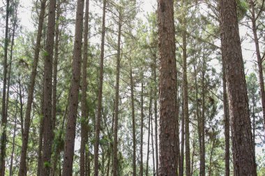 Gümüş Kültürü Araştırma İstasyonu ya da Bo Kaeo Çam Parkı, güneşli gün ışığında daima yeşil ağaçlı çam ağacı ormanı, Tayland, Chiang Mai 'deki güzel ünlü bahçe..