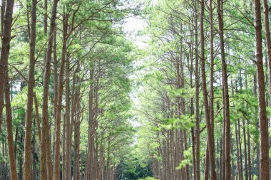 Gümüş Kültürü Araştırma İstasyonu ya da Bo Kaeo Çam Parkı, güneşli gün ışığında daima yeşil ağaçlı çam ağacı ormanı, Tayland, Chiang Mai 'deki güzel ünlü bahçe..