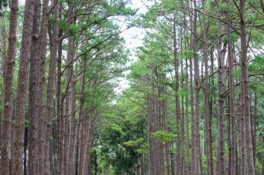 Gümüş Kültürü Araştırma İstasyonu ya da Bo Kaeo Çam Parkı, güneşli gün ışığında daima yeşil ağaçlı çam ağacı ormanı, Tayland, Chiang Mai 'deki güzel ünlü bahçe..
