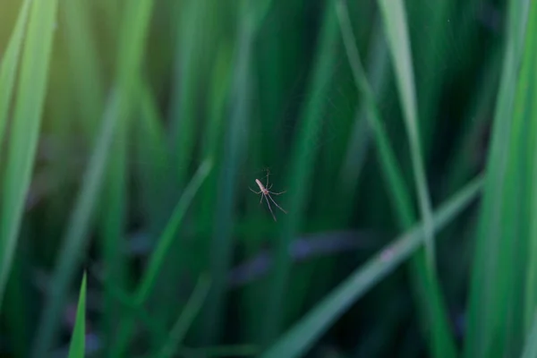 Beautiful wildlife insect with green natural background, closeup of little spider on web with green grass rice leaf in field at early morning. bug and green plant concept, spring morning day wallpaper