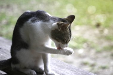 Şirin gri beyaz kedi ahşap bankta bacakları yalıyor, vücudu temizliyor.
