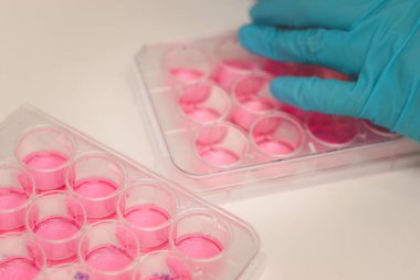 Laboratuvarda çalışan bilimadamı, tıbbi araştırma için hücre kültürü kuyusu levhası ile çalışıyor. Memeli kök hücresi biyogüvenlikli kabin kaputunda, mikrobiyolog ve eldiven deneyleri yapıyor..