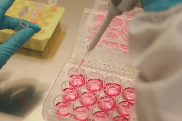 Científico Trabajando Laboratorio Con Placa Pozo Cultivo Celular Para Investigación — Foto de Stock