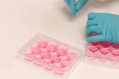 Laboratuvarda çalışan bilimadamı, tıbbi araştırma için hücre kültürü kuyusu levhası ile çalışıyor. Memeli kök hücresi biyogüvenlikli kabin kaputunda, mikrobiyolog ve eldiven deneyleri yapıyor..