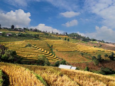 Hasattan sonra dağdaki güzel teraslı pirinç tarlaları, Tayland, Chiangmai 'deki Doi Inthanon ulusal parkının ünlü turistik merkezlerinden biri olan Ban Pa Pong Piang..