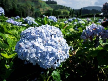İlkbaharda ve yaz bahçesinde açan güzel ortanca çiçeği.