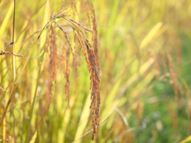Sarı pirinç tarlasına yakın, pirinç tarlaları kırsalda yetişiyor..