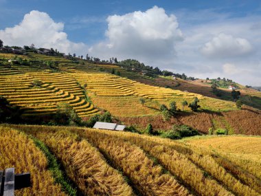 Hasattan sonra dağdaki güzel teraslı pirinç tarlaları, Tayland, Chiangmai 'deki Doi Inthanon ulusal parkının ünlü turistik merkezlerinden biri olan Ban Pa Pong Piang..