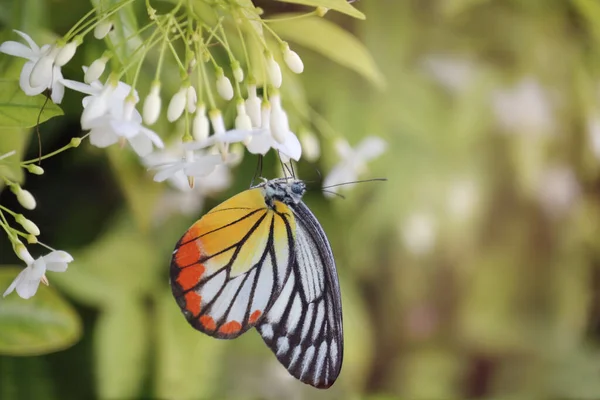 夏の庭で野生の水梅の白い花に美しい蝶を閉じ 自然界の君主虎蝶野生動物昆虫 — ストック写真