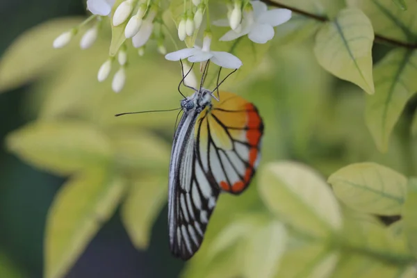 Крупный План Красивая Бабочка Дикой Воде Слива Белый Цветок Летнем — стоковое фото