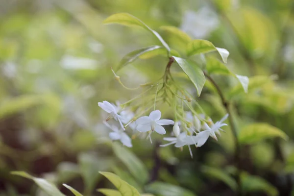 Beautiful Fragrant White Flowers Blooming Summer Garden Wild Water Plum — Stock Photo, Image