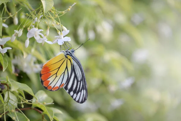 夏の庭で野生の水梅の白い花に美しい蝶を閉じ 自然界の君主虎蝶野生動物昆虫 — ストック写真