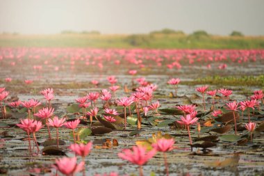 Muhteşem doğa manzarası, kırmızı nilüfer çiçeği, çiçek gölü denizi, Kumphawapi 'nin güzel ve ünlü turistik manzarası, Udon Thani, Tayland. 