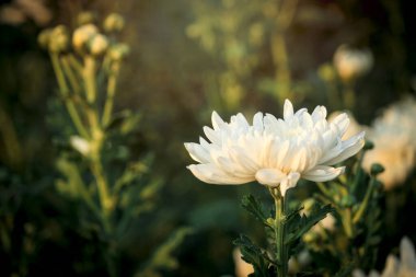 Güz bahçesi çiftliğinde çiçek açan güzel beyaz kasımpatı çiçeği, güzel çiçek tarlası arka planı