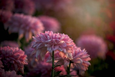 Güz bahçesi çiftliğinde çiçek açan güzel pembe kasımpatı çiçeği, güzel çiçek tarlası arka planı.