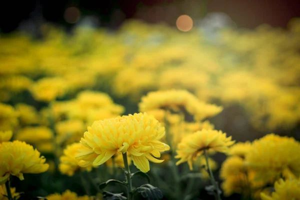 秋の庭農場の花壇に咲く美しい黄色の菊の花 美しい花畑の背景 — ストック写真