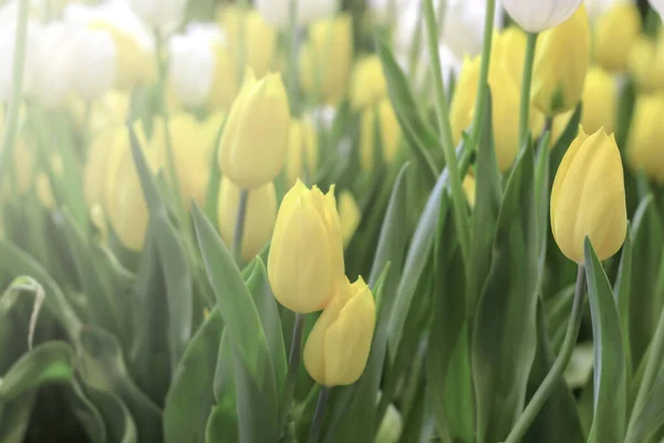 White Yellow Tulip Flower Blooming Spring Garden Soft Selective Focus — Stock Photo, Image