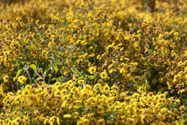 Güzel sarı kasımpatı çiçeği tarlada açıyor, altın papatya çiçekleri yazın bahçede açıyor..