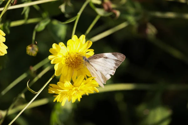 Piękny Żółty Kwiat Chryzantemy Kwitnący Polu Motyl Złotych Kwiatach Stokrotki — Zdjęcie stockowe