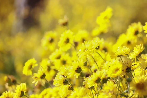 Красива Жовта Квітка Хризантеми Цвіте Полі Золоті Ромашкові Квіти Цвітуть — стокове фото